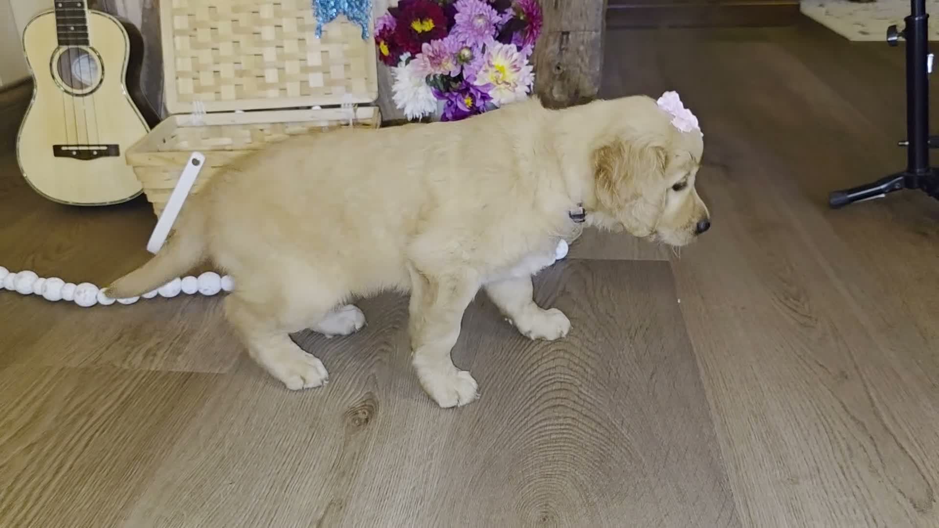 Golden Retriever dogs for sale:  Sadie  - Video 1