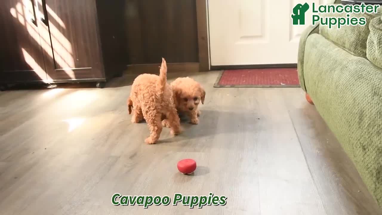 Cavapoo dogs for sale: Irene - Video 1