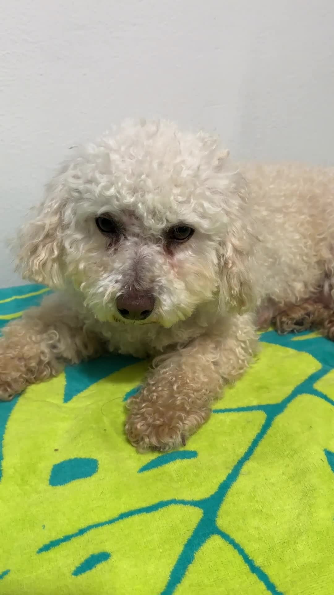Miniature Poodle dogs for sale: Miniature Poodle 1 - Video 1