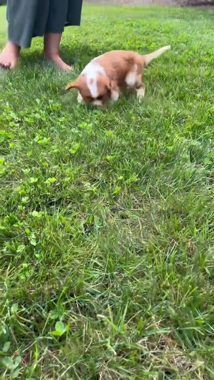 Cavalier King Charles Spaniel dogs for sale: Beau - Video 1