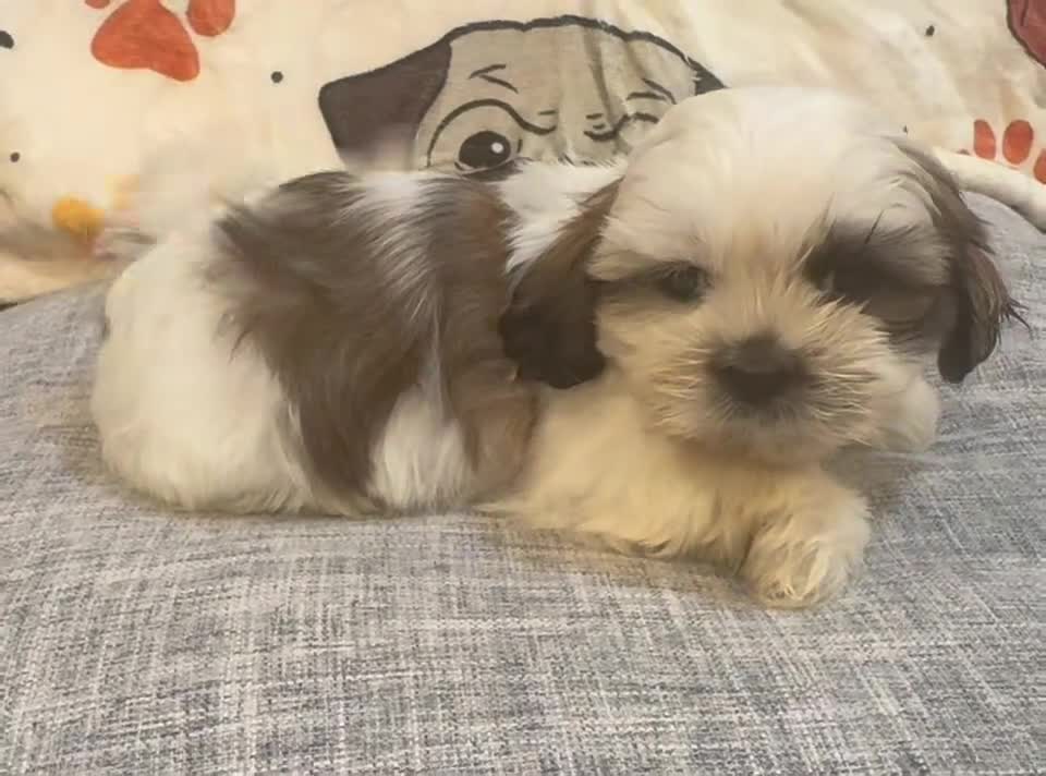Shih Tzu dogs for sale: Jello - Video 1