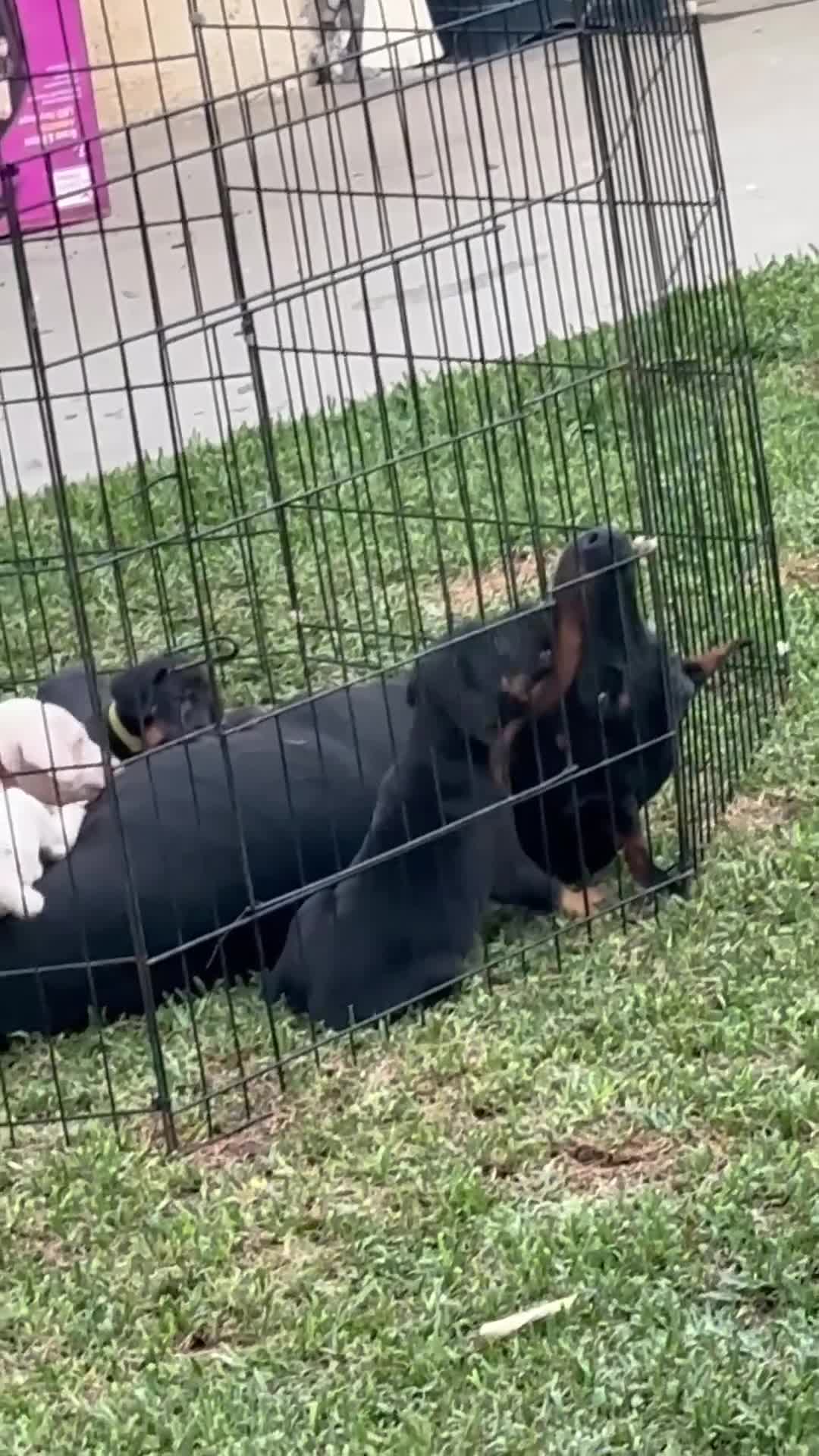 Doberman Pinscher dogs for sale: Doberman Pinscher 1 - Video 1