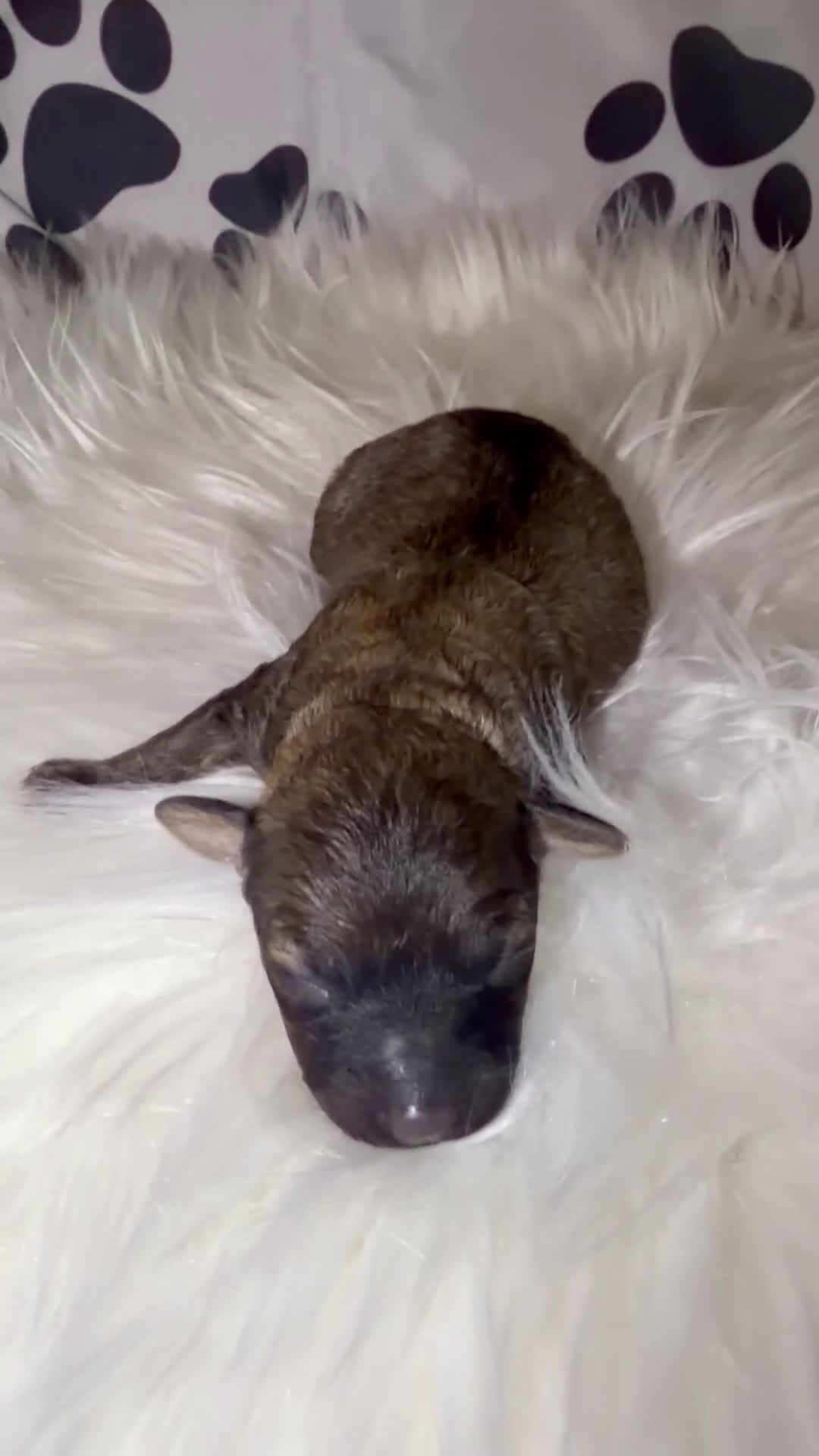 Toy Poodle dogs for sale: Venice  - Video 1