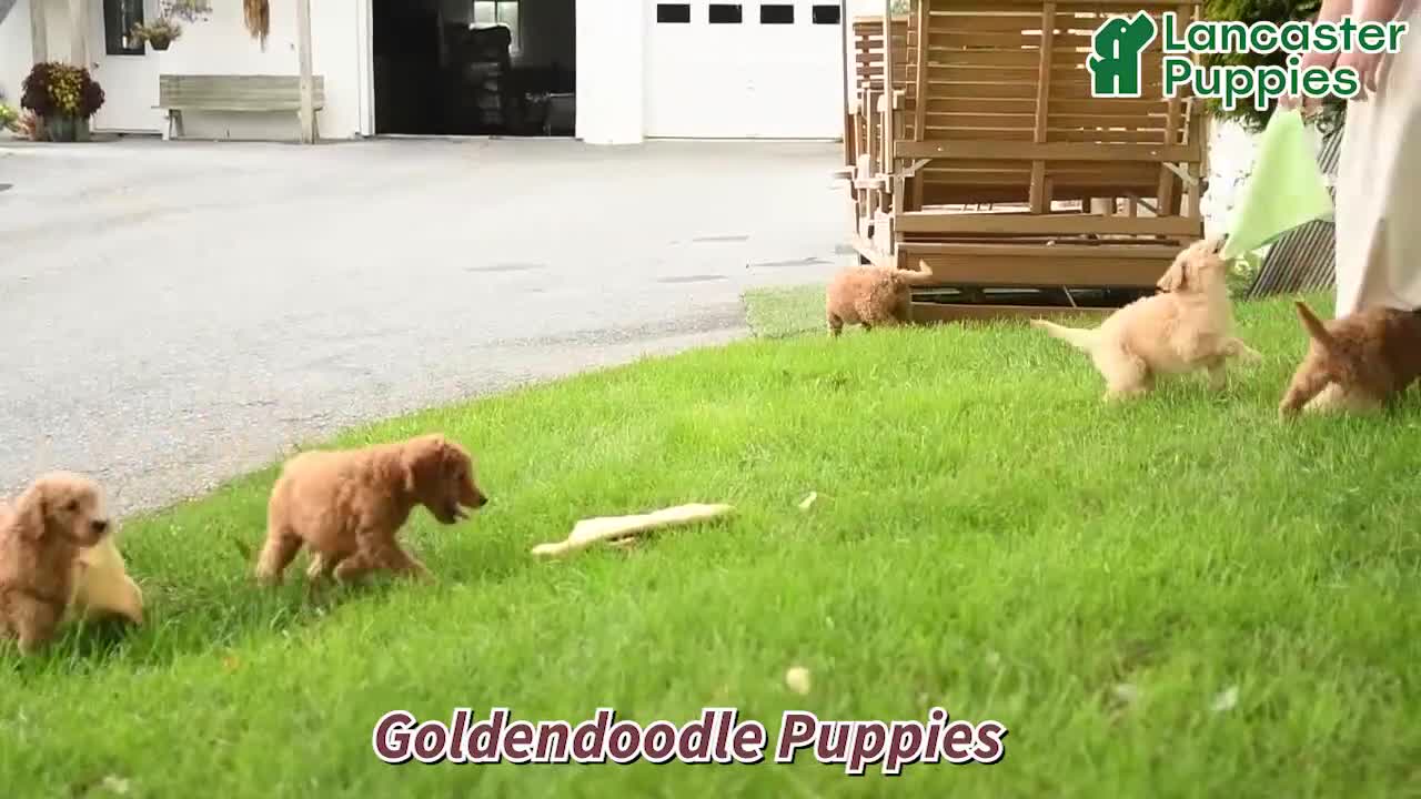 Goldendoodle dogs for sale: Franny - Video 1