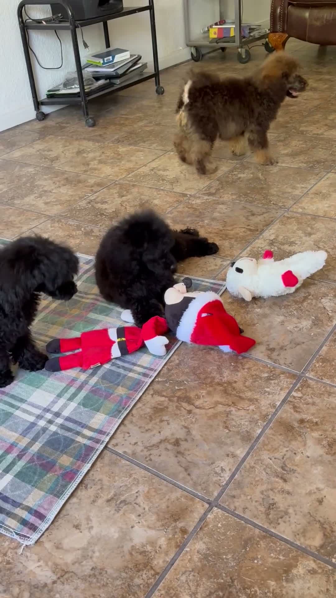 Standard Poodle dogs for sale: Hazel - Video 1