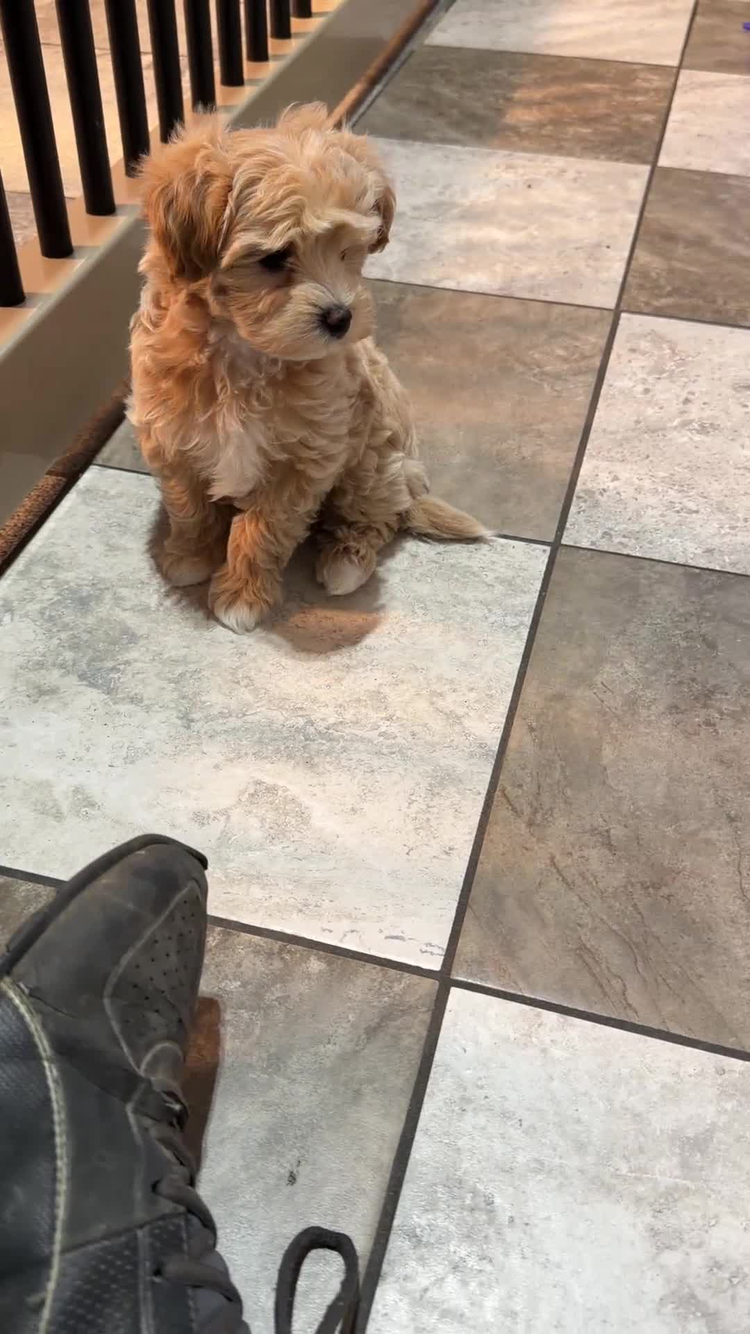 Maltipoo dogs for sale: Grace - Video 1