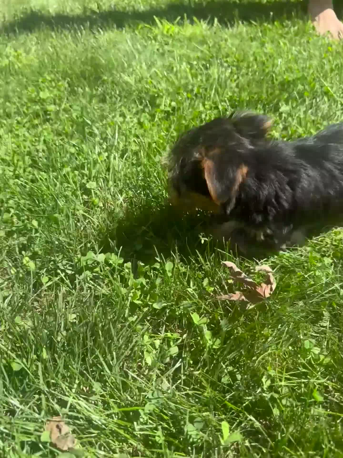 Yorkshire Terrier dogs for sale: Tiana - Video 1