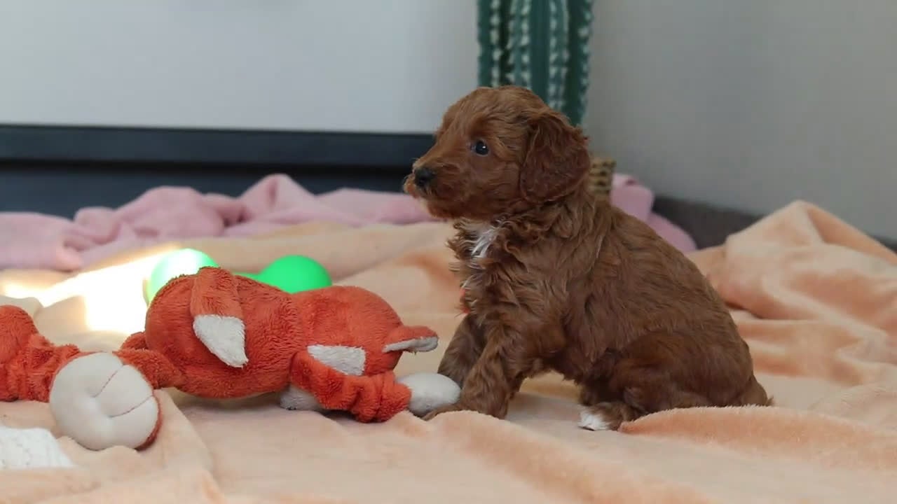 Mini Goldendoodle dogs for sale: Noli - Video 1