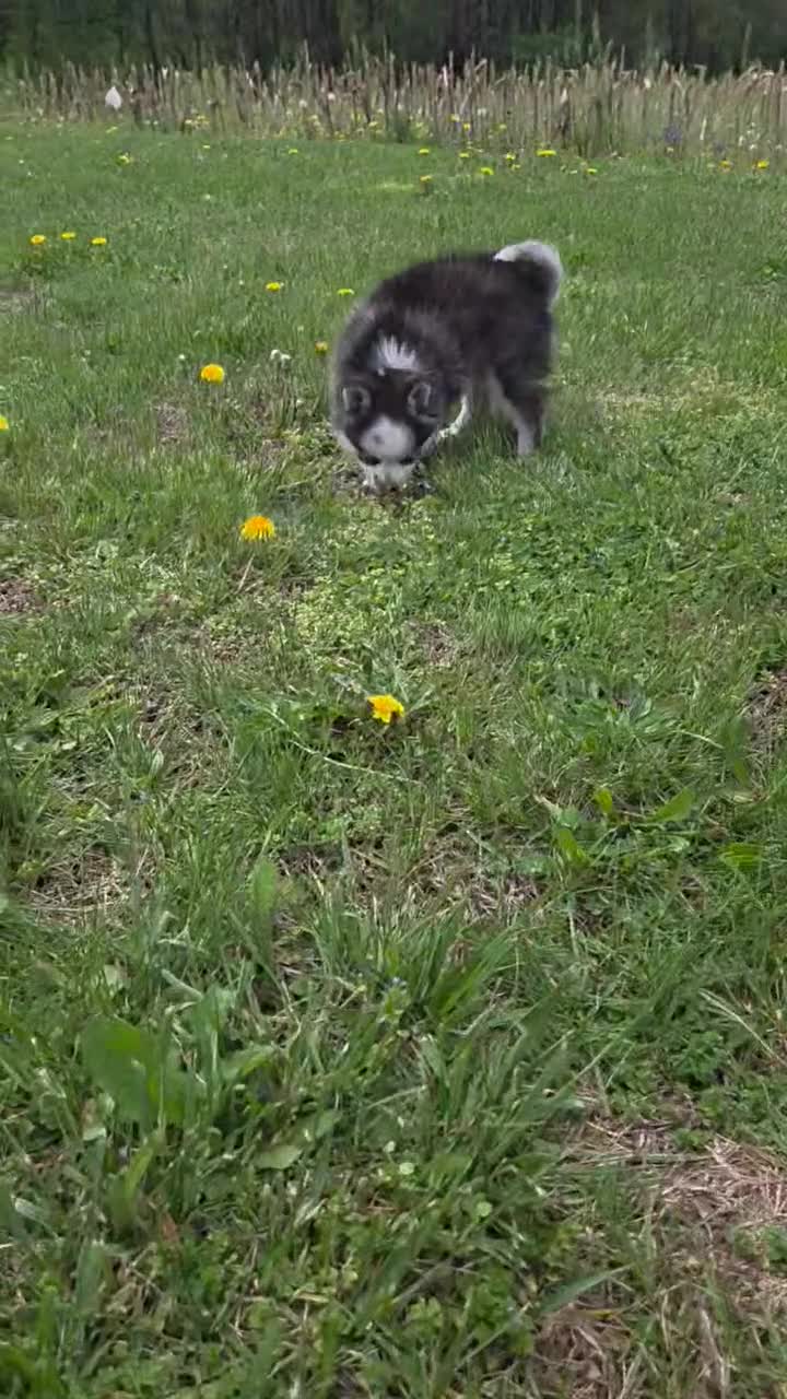 Pomsky dogs for sale: Panda - Video 1