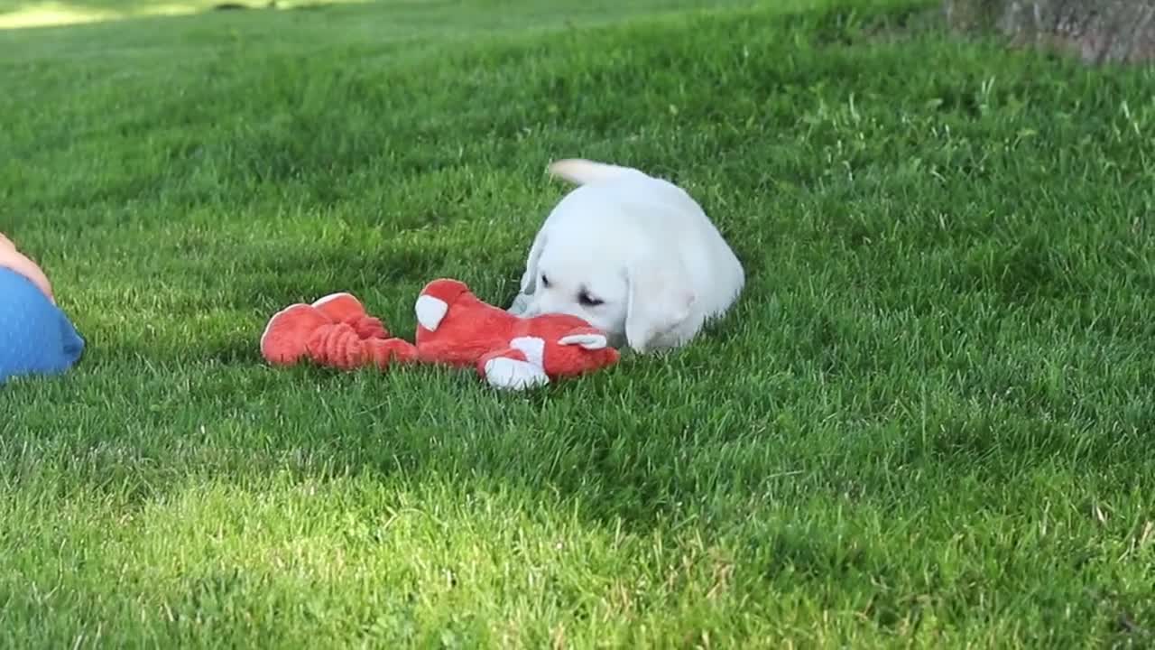 Labrador Retriever dogs for sale: Bernie - Video 1