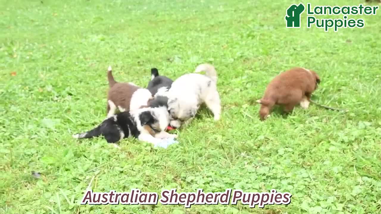 Miniature Australian Shepherd dogs for sale: Skye - Video 1
