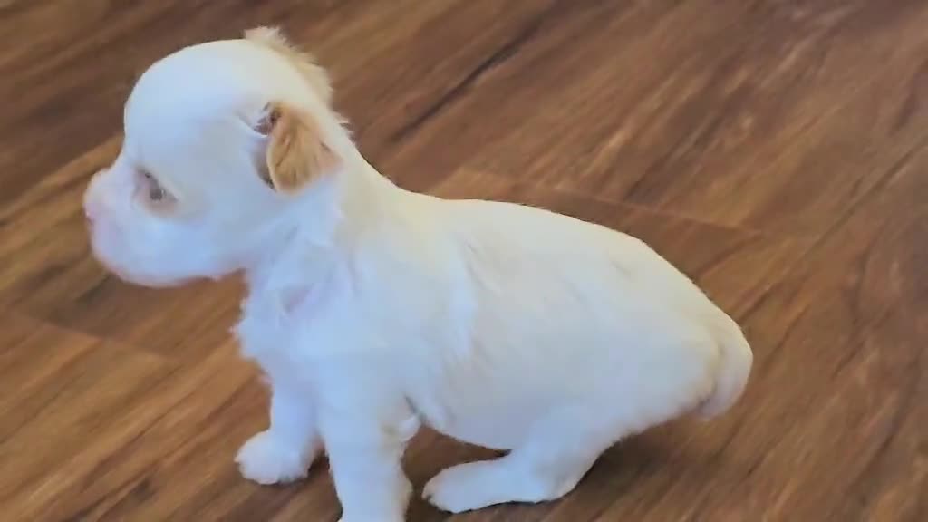 Yorkshire Terrier dogs for sale: Hudson - Video 1