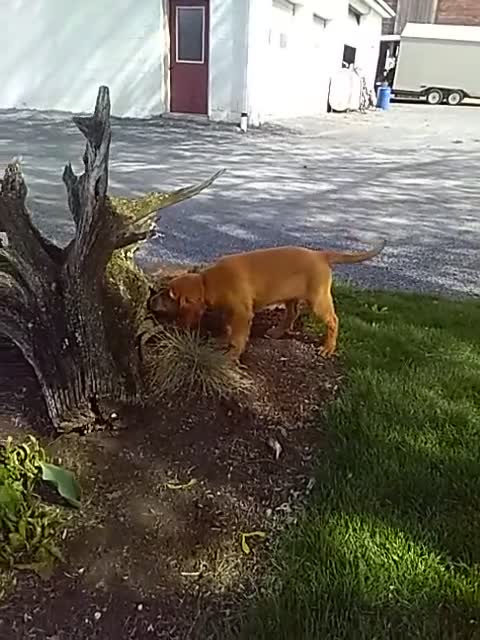 Mixed Breed dogs for sale: Ramona - Video 2