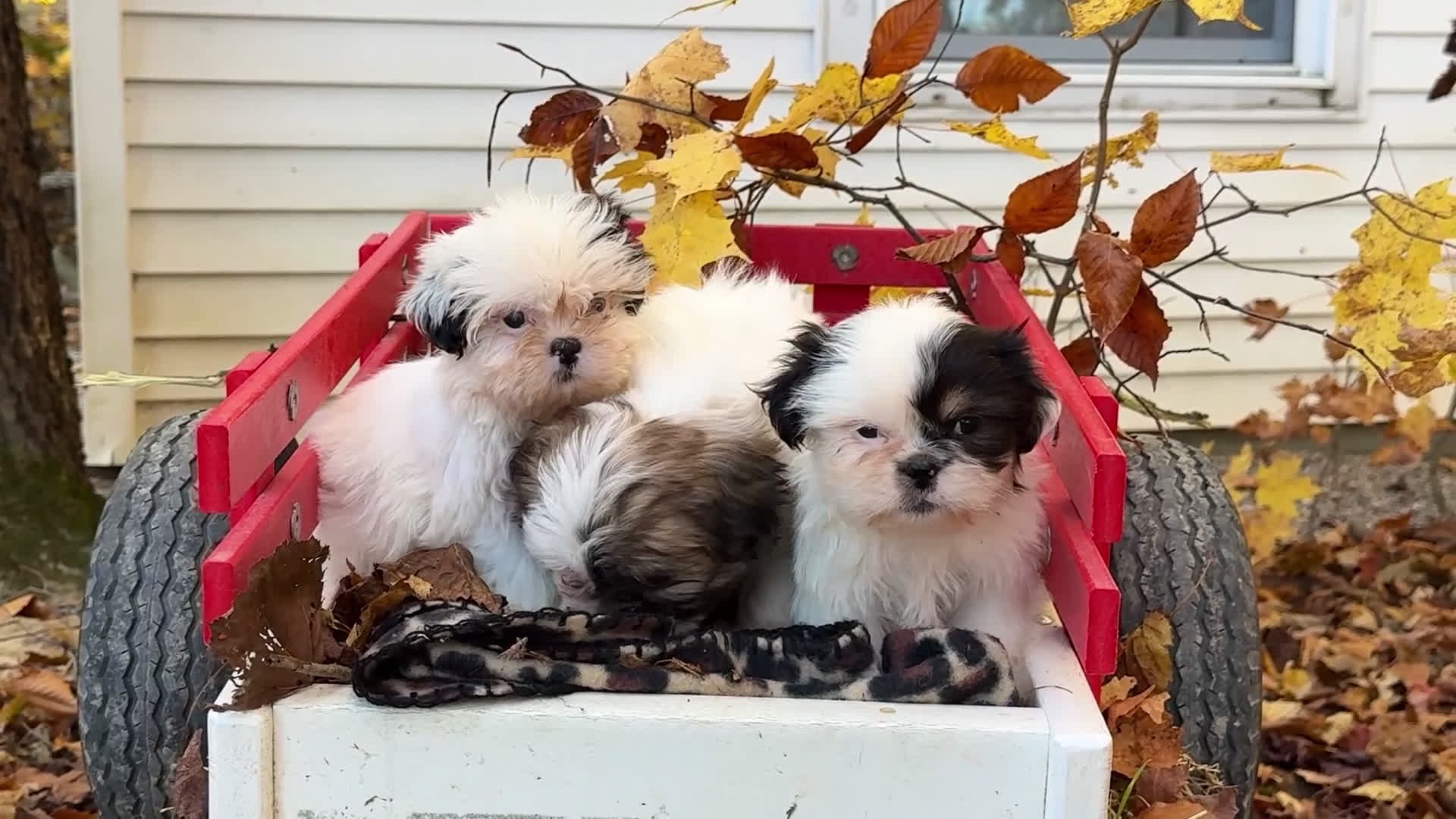 Shih Tzu dogs for sale: Lanetta - Video 2