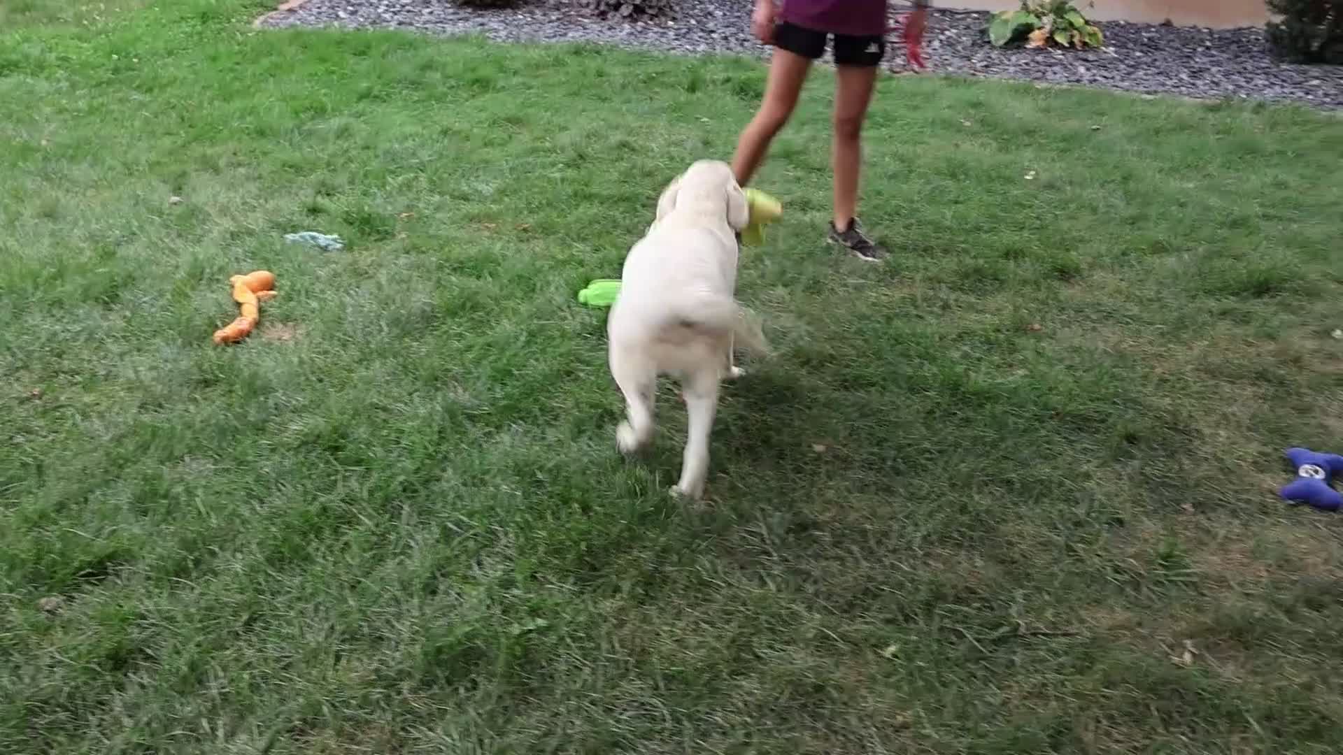 Labrador Retriever dogs for sale: Percival - Video 1