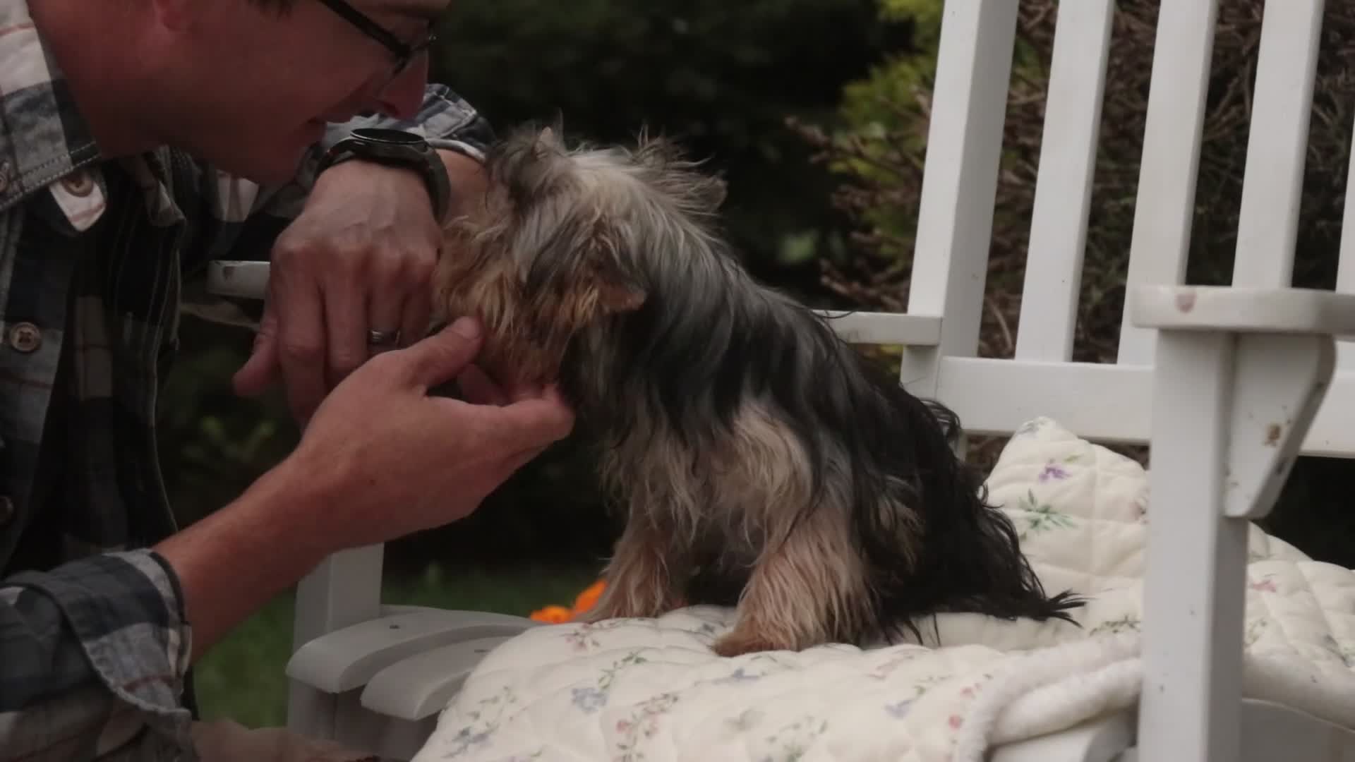 Yorkshire Terrier dogs for sale: Lucy - Video 2