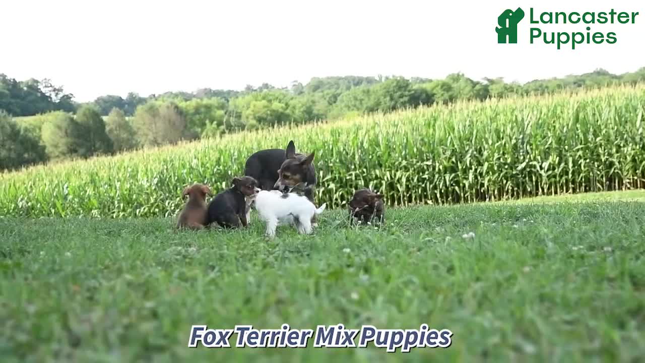 Mixed Breed dogs for sale: Arthur - Video 1