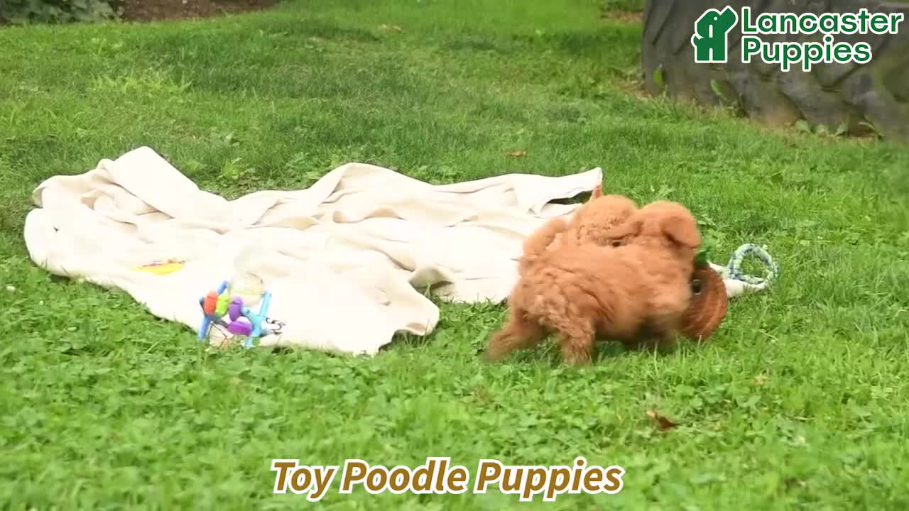 Toy Poodle dogs for sale: Lily  - Video 1