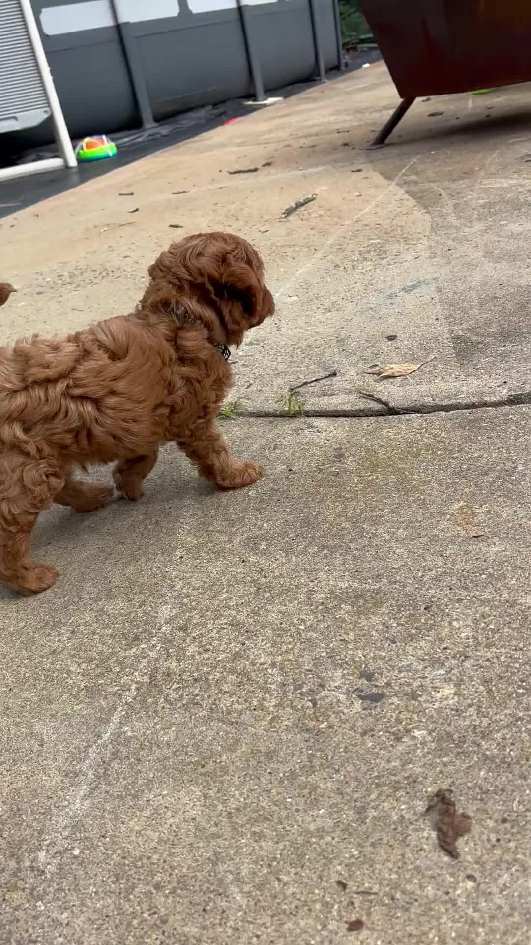 Cavapoo dogs for sale: Denver  - Video 1
