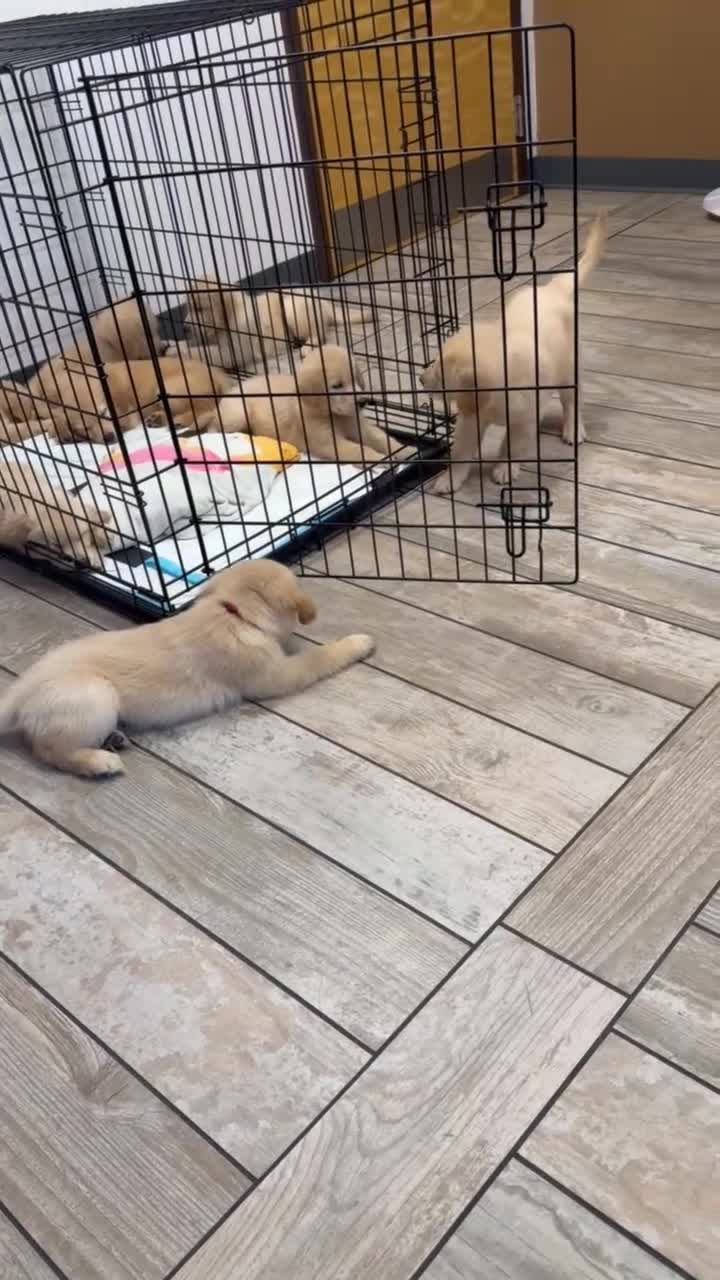 Golden Retriever dogs for sale: Muffin - Video 1