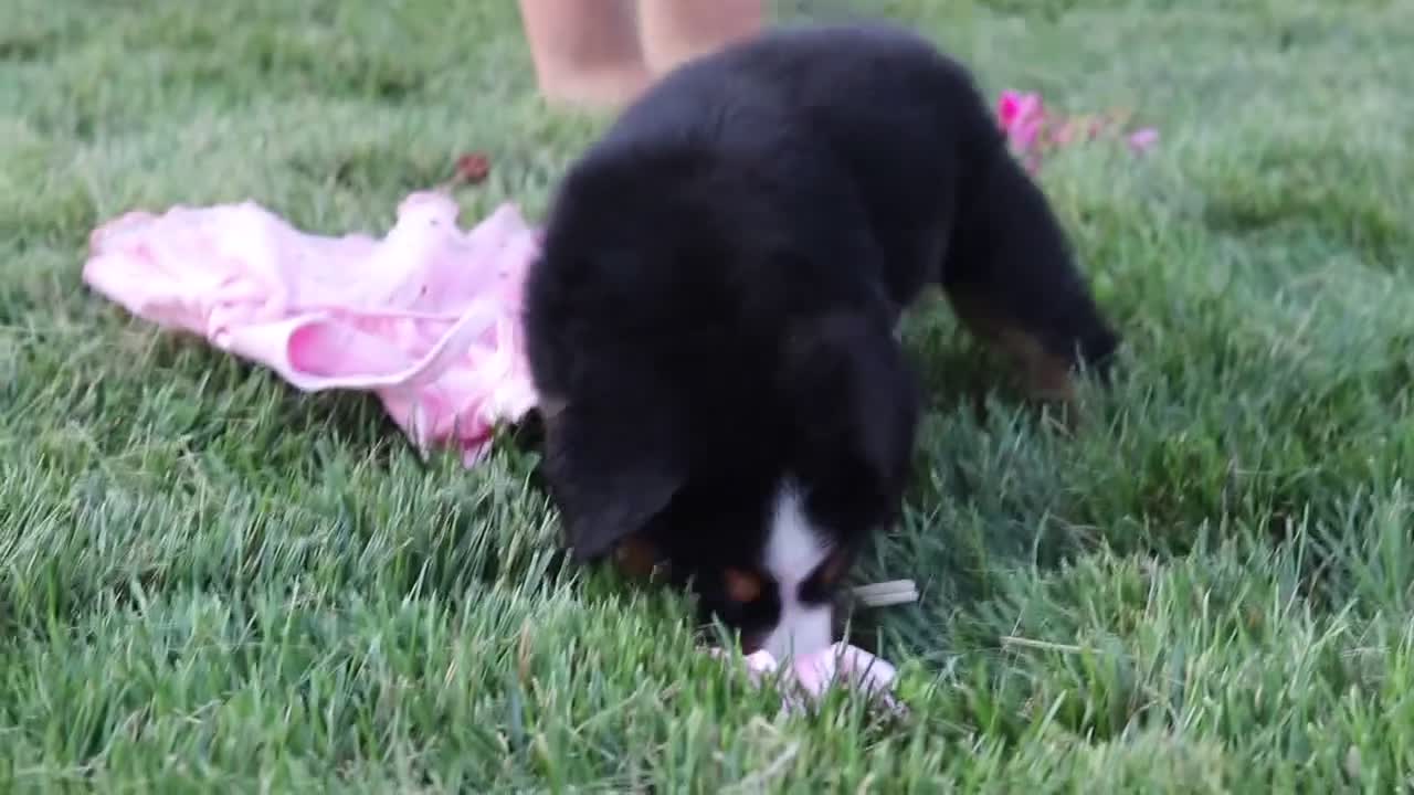 Bernese Mountain Dog dogs for sale: Aurora - Video 1