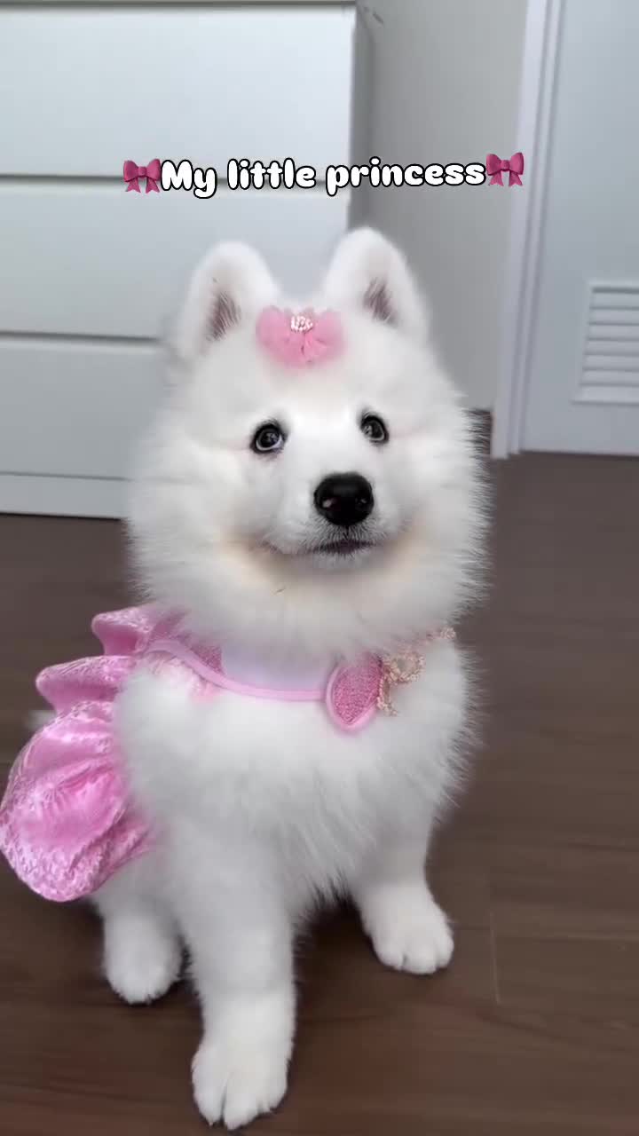 Samoyed dogs for sale: Mona - Video 2