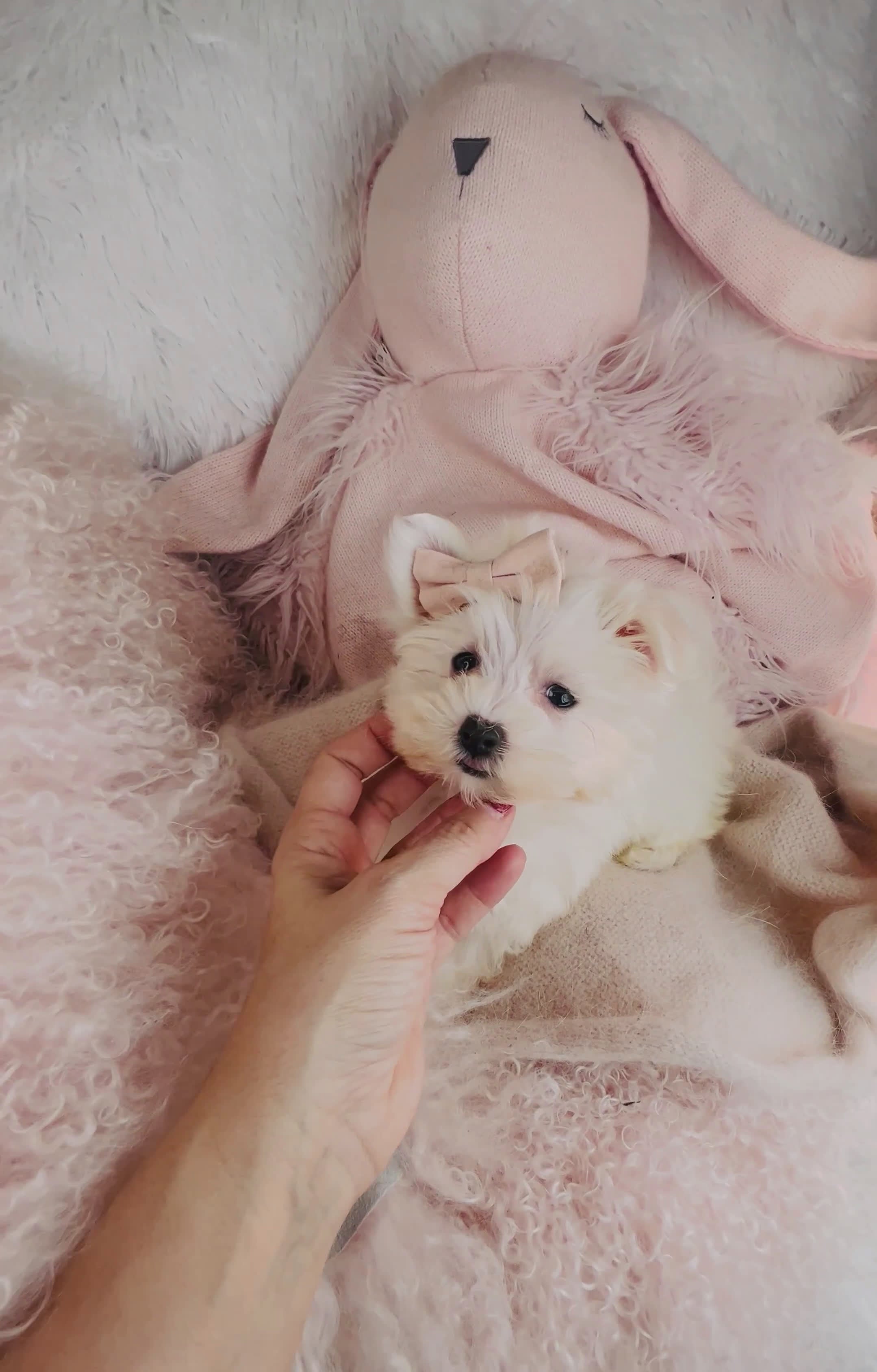 Maltese dogs for sale: Maltese Puppy 2 - Video 1