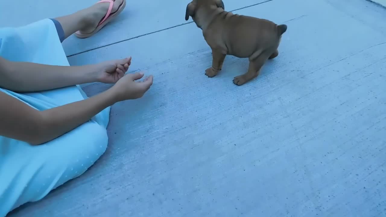 Mixed Breed dogs for sale: Darla - Video 1