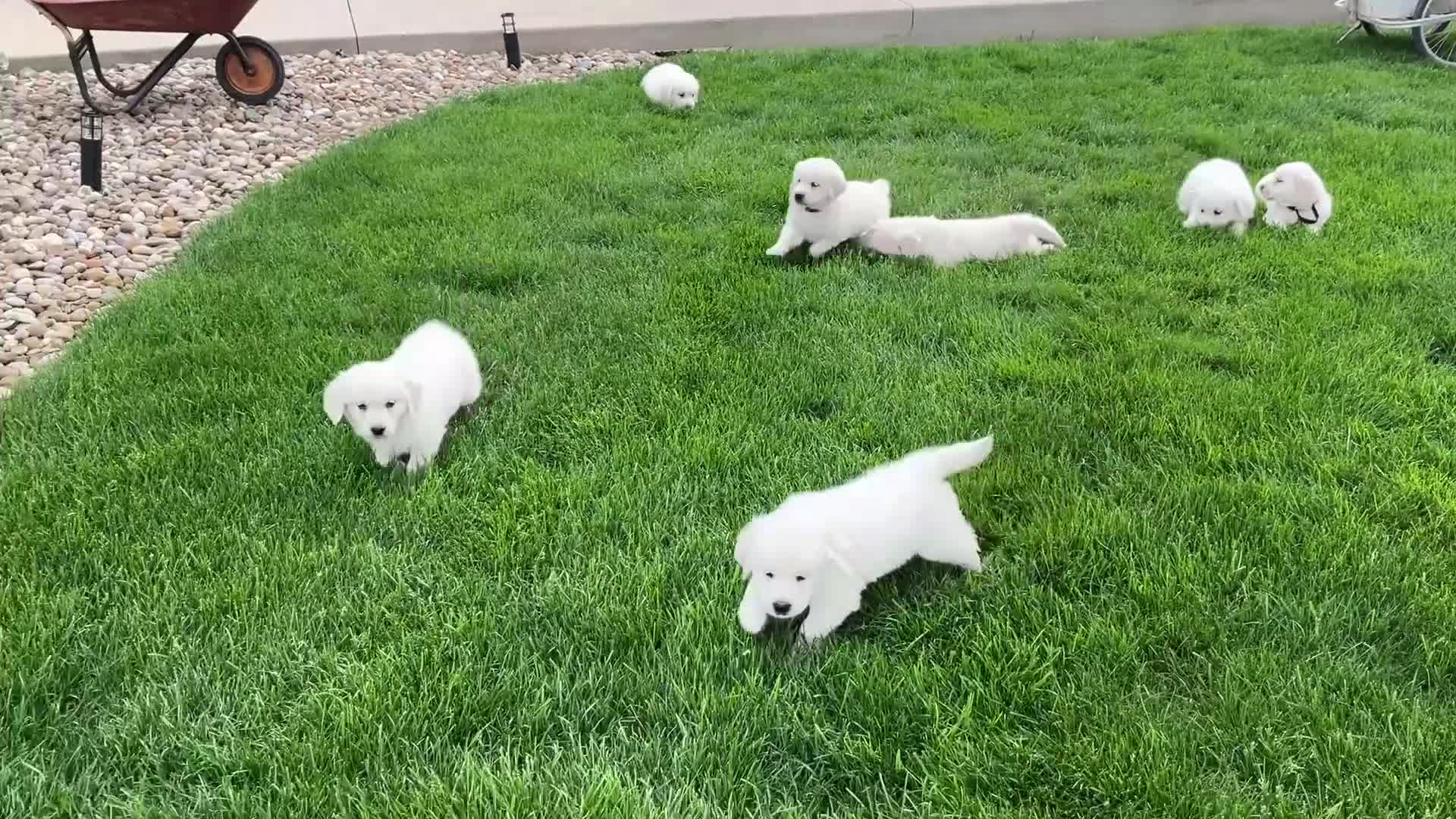 Golden Retriever dogs for sale: Joey - Video 1