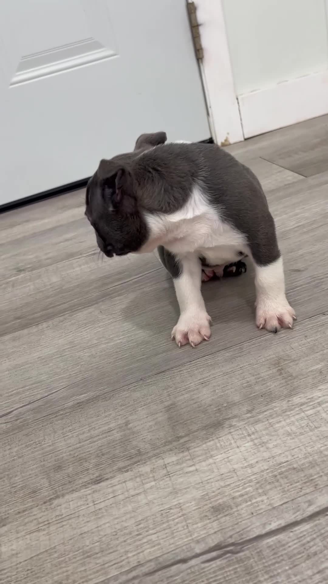 Boston Terrier dogs for sale: Bruse - Video 1