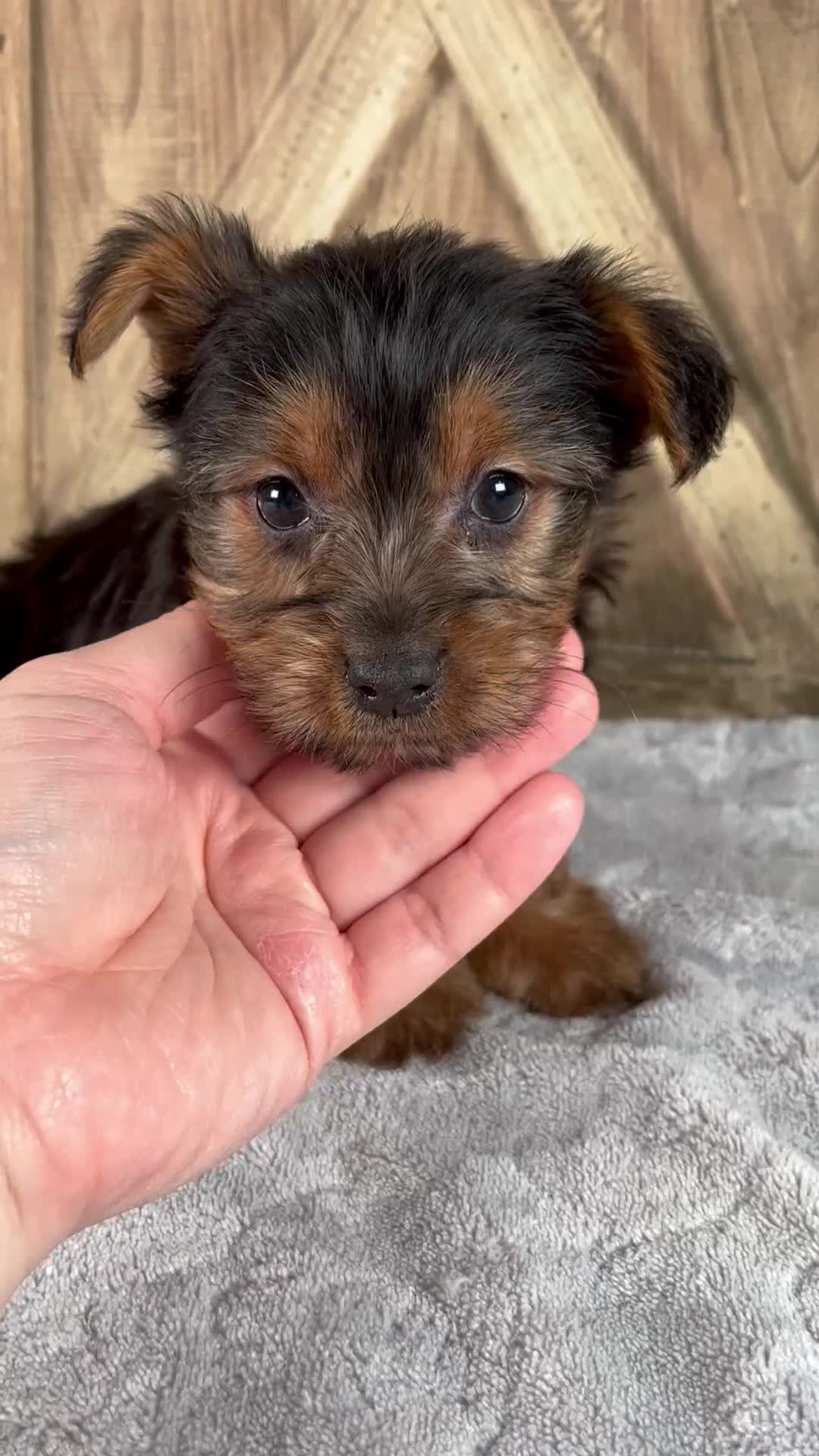 Yorkshire Terrier dogs for sale: Faith - Video 1