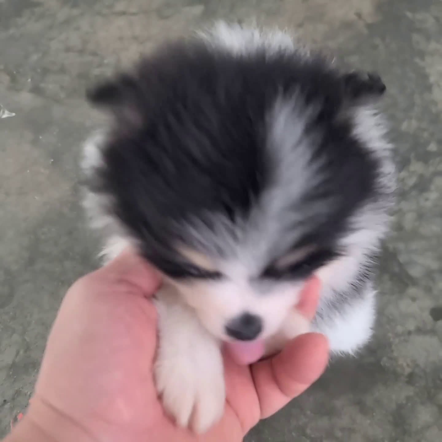 Pomeranian dogs for sale: Zebrina - Video 1