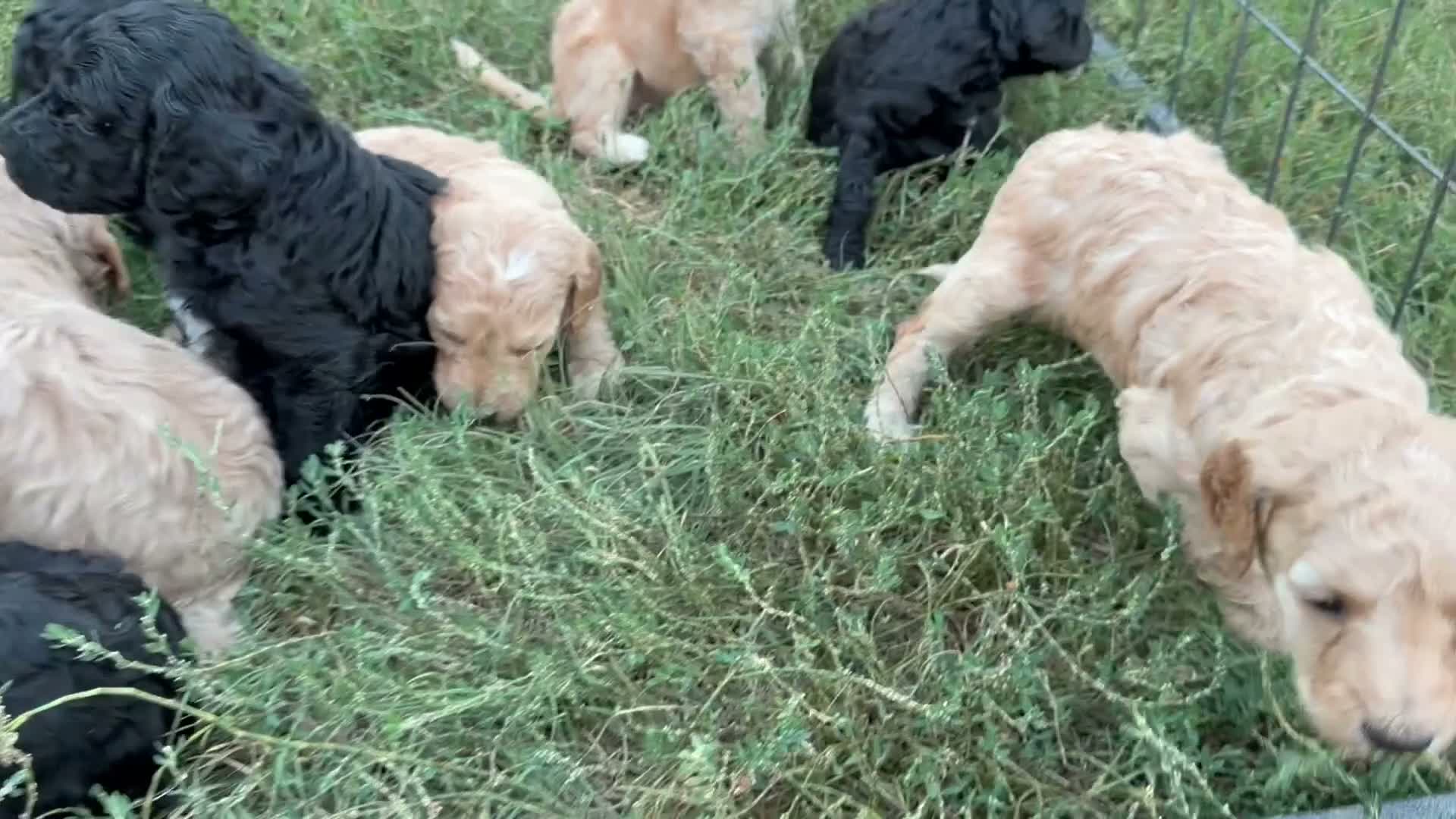 Standard Poodle dogs for sale: Standard Poodle 5 - Video 1