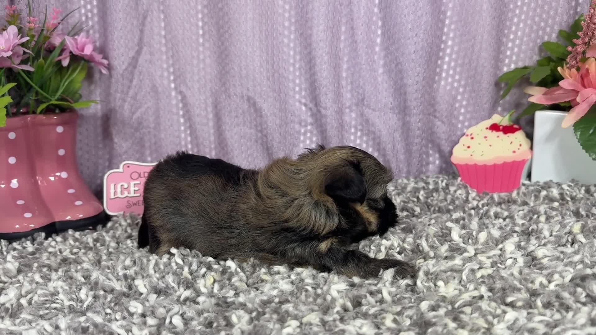 Havanese dogs for sale: Havanese 1 - Video 1