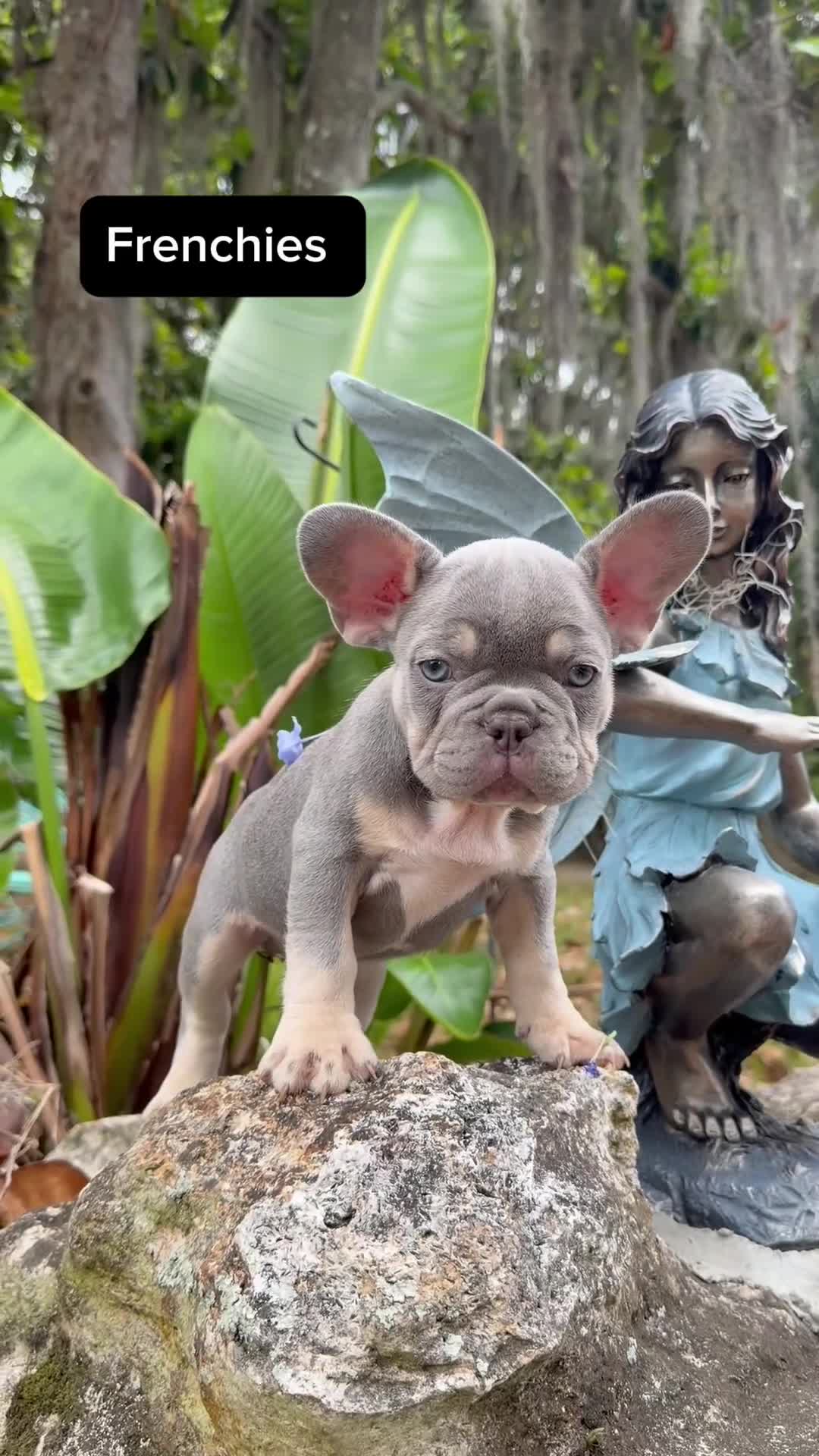 French Bulldog dogs for sale: French Bulldog Puppies  - Video 1