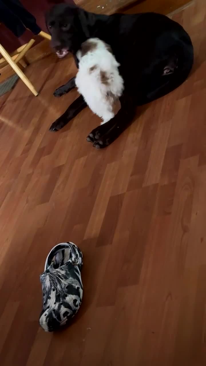 Shihpoo dogs for sale: Shihpoo Puppy 2 - Video 1