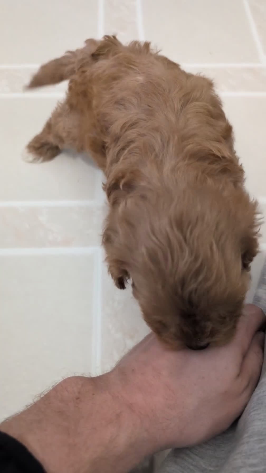 Cavapoo dogs for sale: Romeo - Video 1