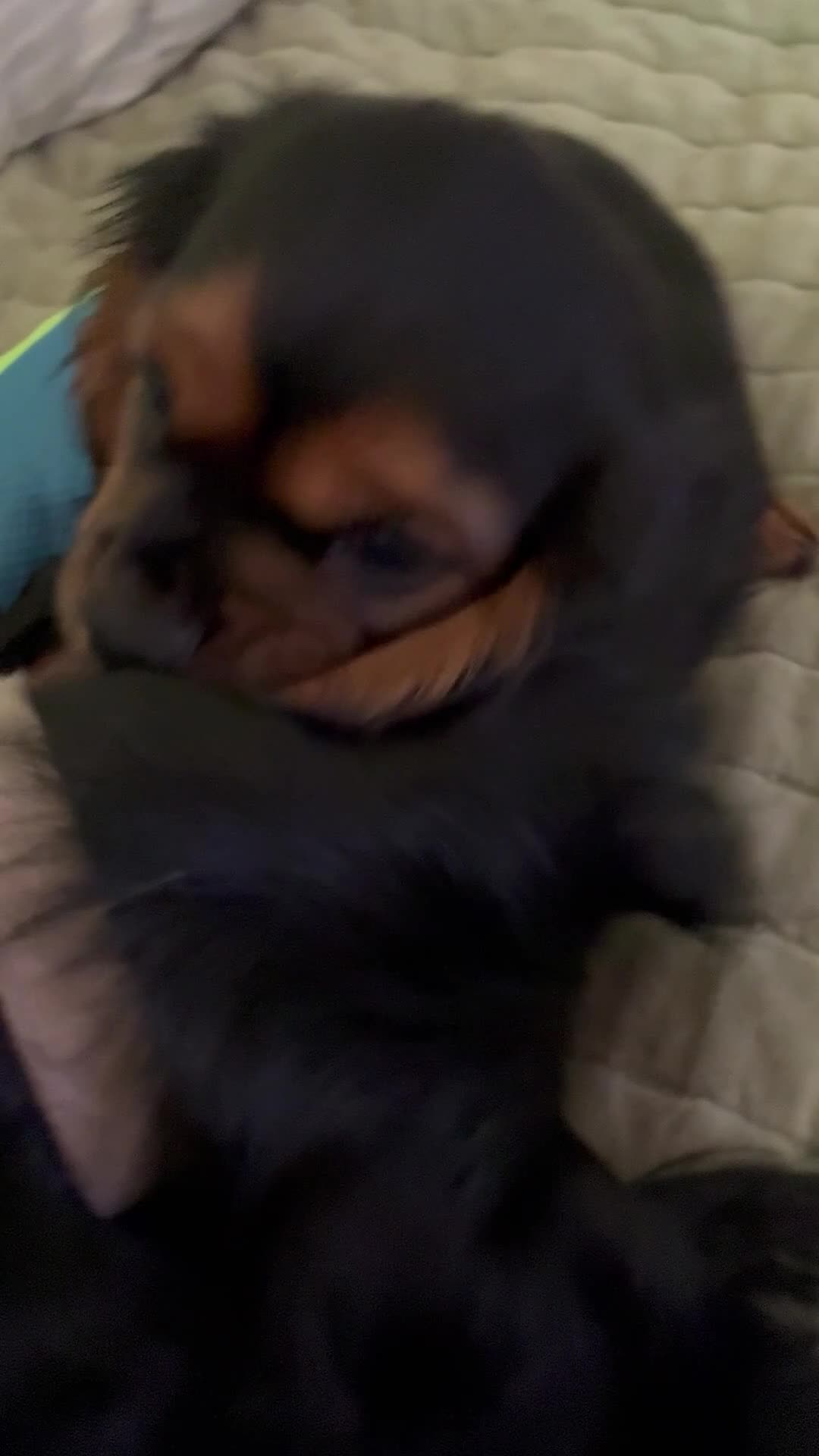 Cavalier King Charles Spaniel dogs for sale: Cavalier King Charles Spaniel Puppy 1 - Video 1