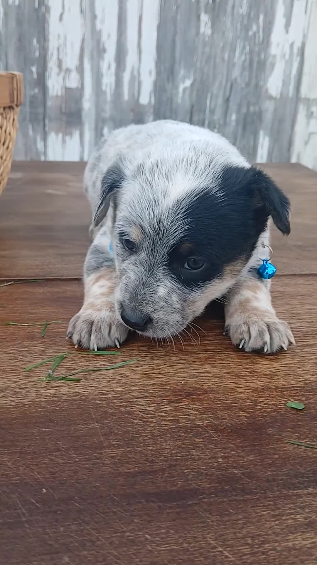 Australian Cattle Dog dogs for sale: Australian Cattle Dog Puppy 7 Blue Ivy - Video 1