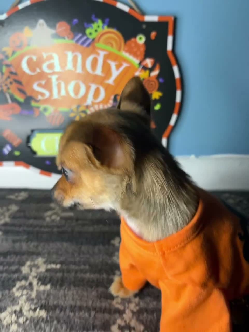 Chihuahua dogs for sale: 🧡MiniChihuahua🧡 - Video 1