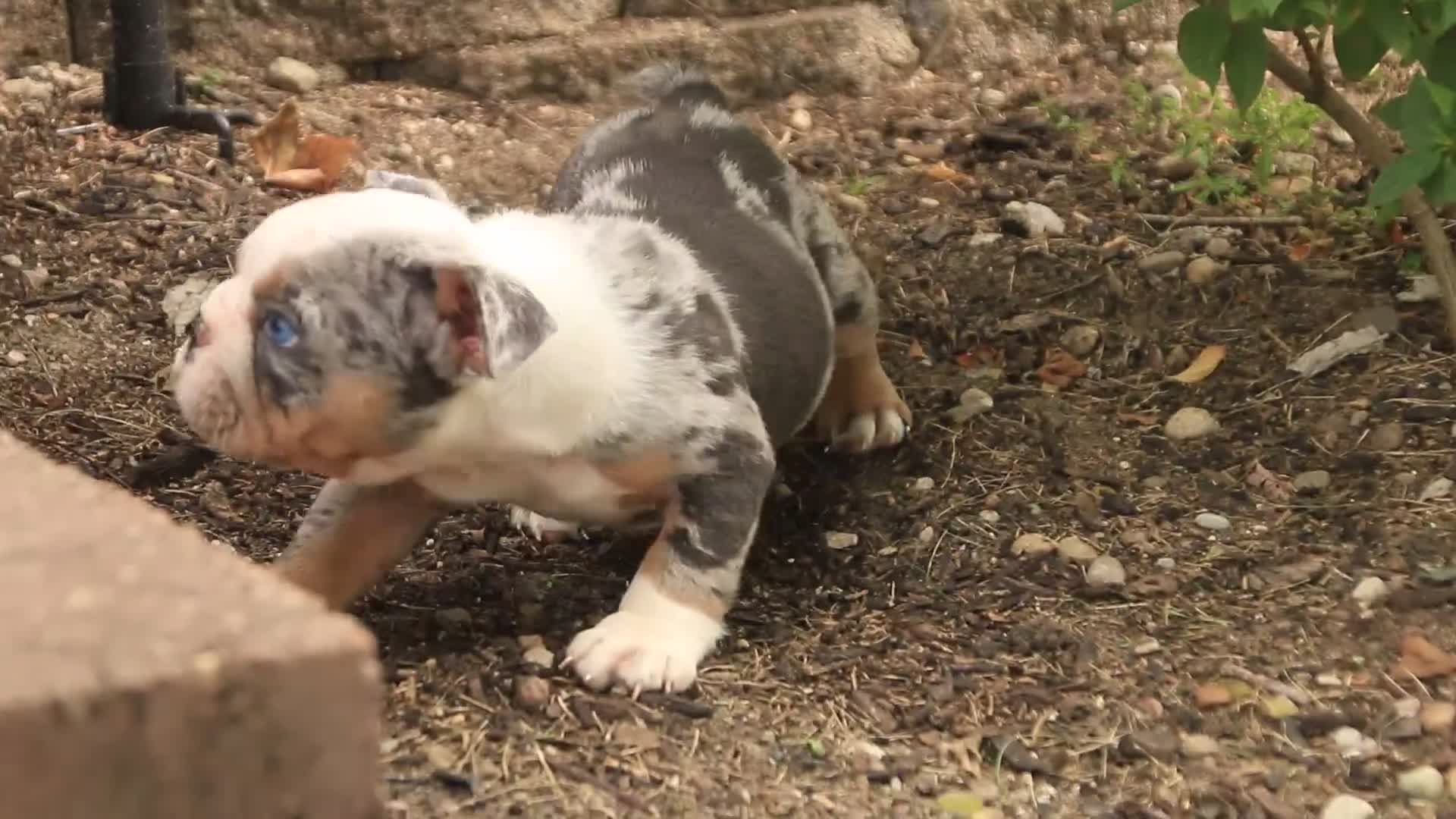 English Bulldog dogs for sale: Sebastian English Bulldog  - Video 2