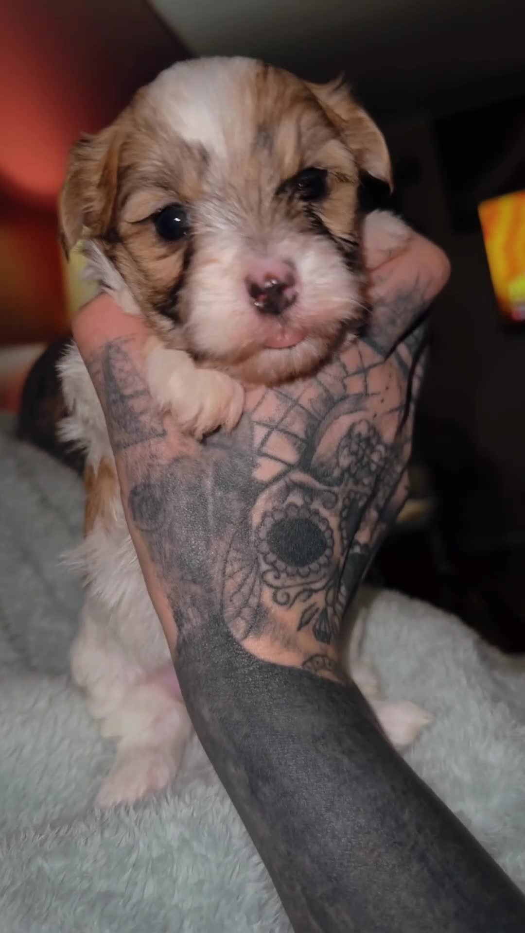 Morkie dogs for sale: Morkie Puppy 2 - Video 1