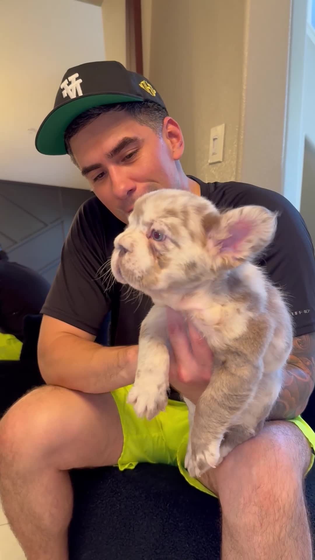 French Bulldog dogs for sale: Gelato  - Video 2