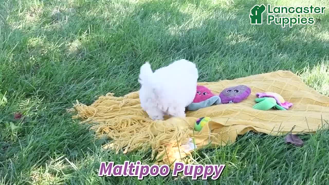 Maltipoo dogs for sale: Teddi Bear - Video 1