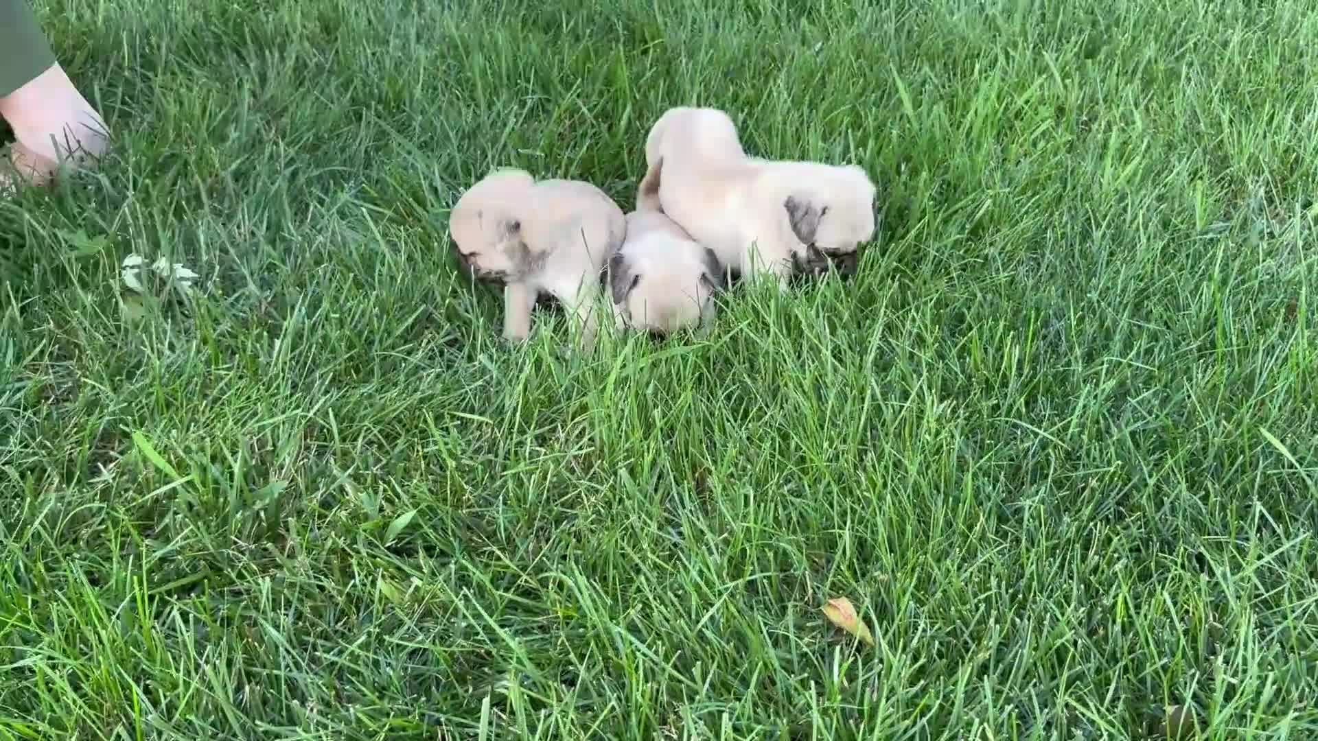 Pug dogs for sale: Candy - Video 1