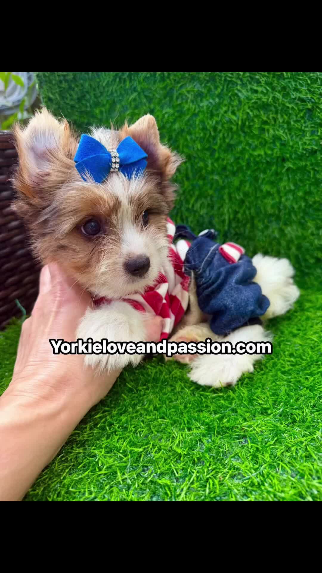 Yorkshire Terrier dogs for sale: Parti Merle male  - Video 1