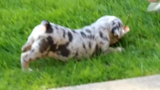 Beabull dogs for sale: Brittany - Video 3