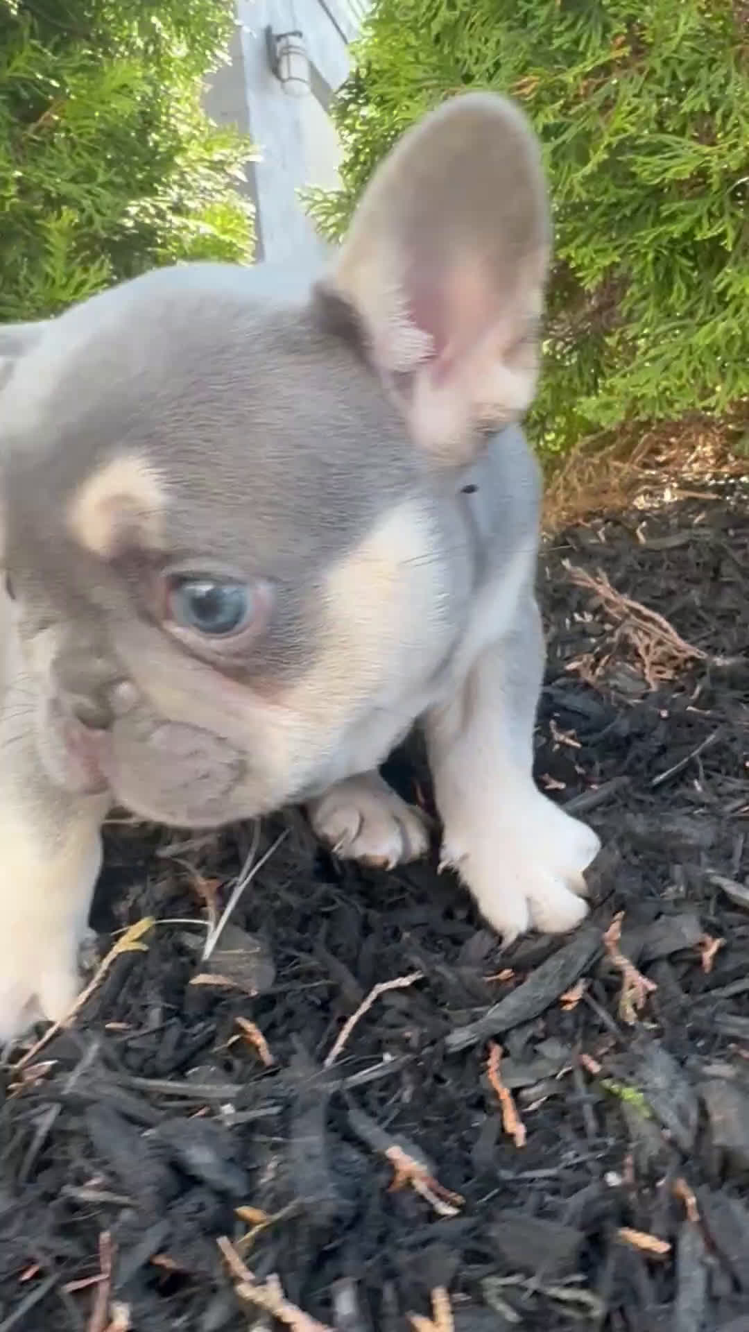 French Bulldog dogs for sale: French Bulldog litter of 3 puppies - Video 1
