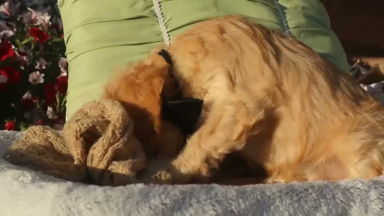 Cavapoo dogs for sale: Laredo  - Video 1