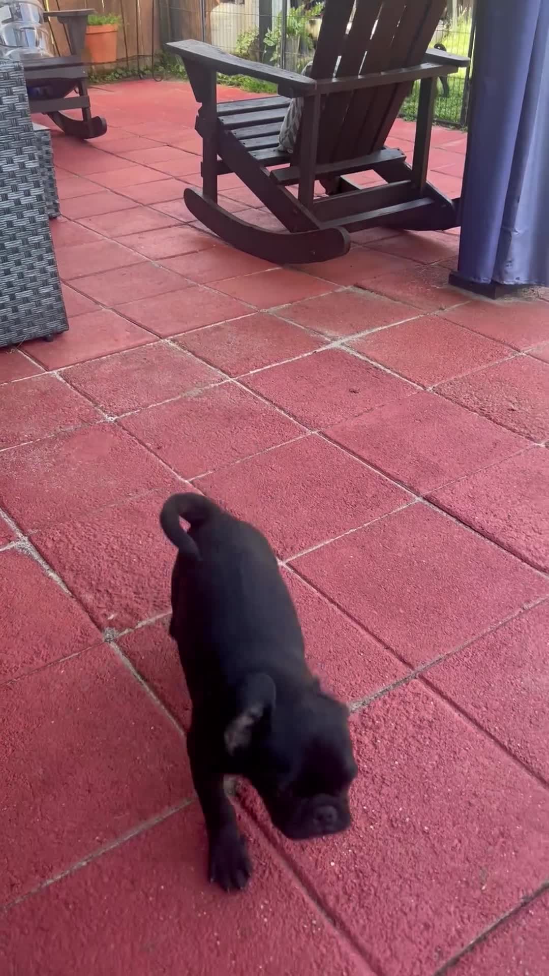 Pug dogs for sale: Rocky - Video 1